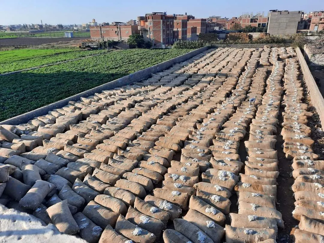 القطن المصري.. أرقام 