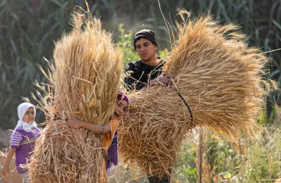 مصر ليست أكبر مستورد للقمح في العالم