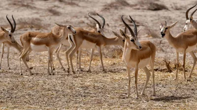 العراق الـ14 وليس الخامس عربيًا في عدد الكائنات المهددة بالانقراض
