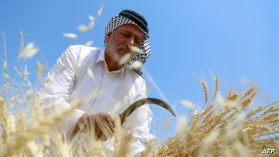 تحقيق العراق الاكتفاء الذاتي من القمح لا يحدث لأول مرة