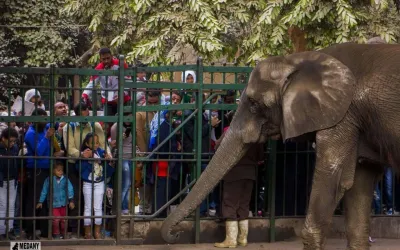 أرقام متضاربة عن عدد زوار حديقة الحيوان إلا أنها 