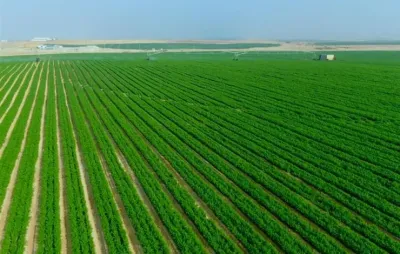 مصر استصلحت 1.8 مليون فدان فقط في عهد السيسي وليس 2.5 مليون