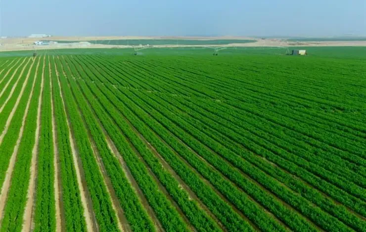 مصر استصلحت 1.8 مليون فدان فقط في عهد السيسي وليس 2.5 مليون