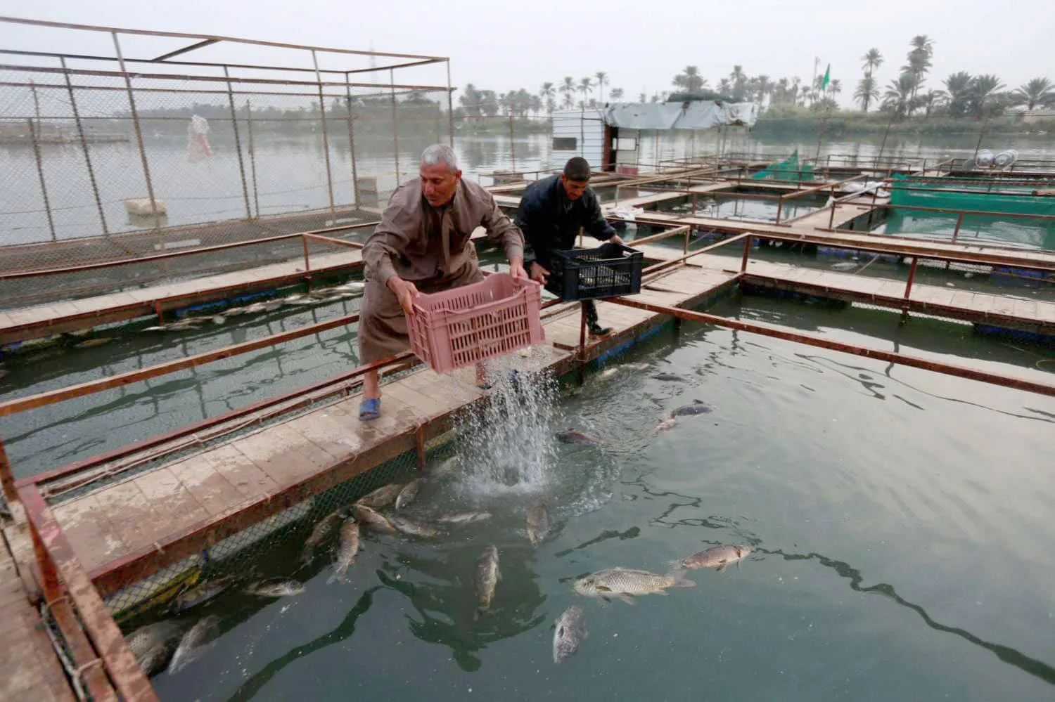 تضارب في عدد بحيرات الأسماك المعرضة للإزالة في العراق