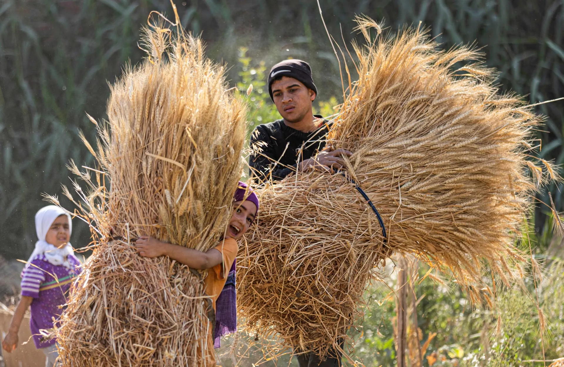 الادعاء بزيادة مساحة زراعة القمح في مصر 15% أو 20% سنويًا 