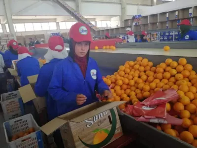 أرقام وزير الزراعة حول الصادرات الزراعية 