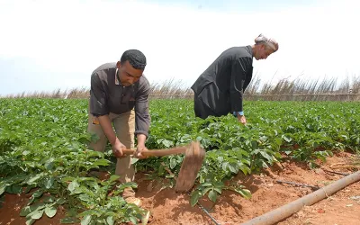 مجددًا.. نسب غير دقيقة تصرح بها الحكومة حول نسبة العمالة في القطاع الزراعي في مصر