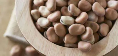 تضارب في الأرقام بين نقيب الفلاحين والغرفة التجارية حول حجم استهلاك وزراعة الفول