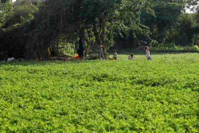 مساحات الرقعة الزراعية في مصر لم تتوقف عند 4 ملايين فدان منذ عام 1950