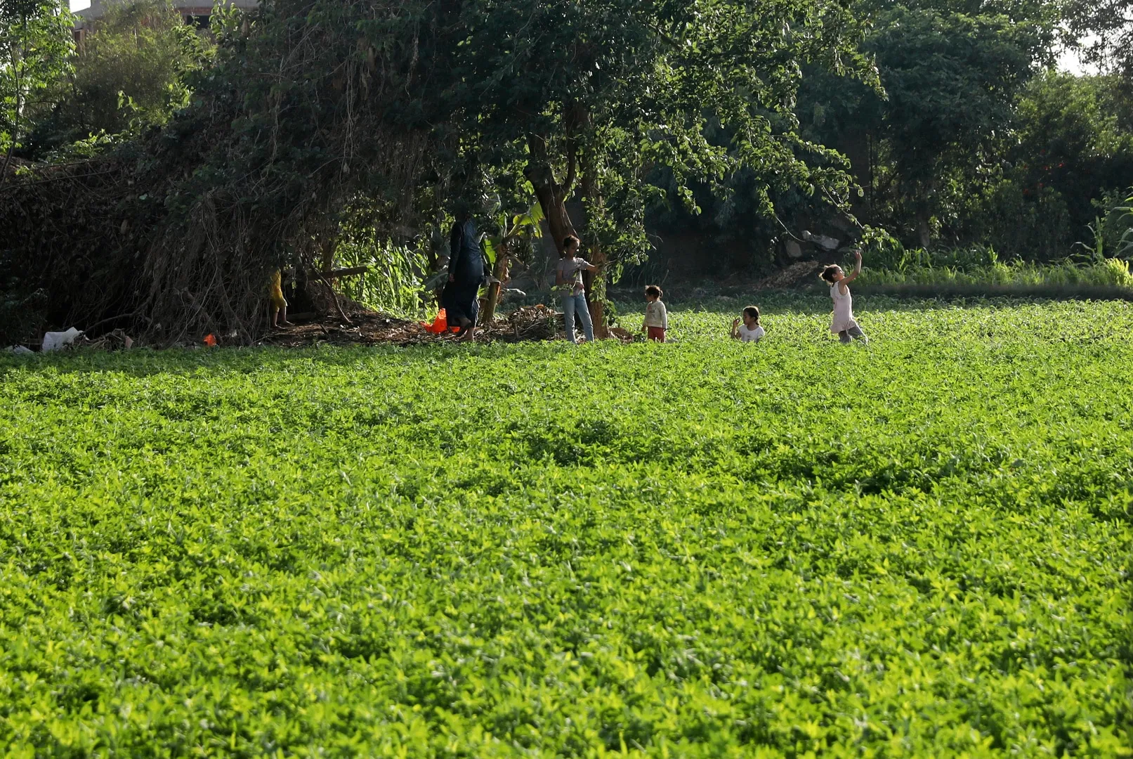 مساحات الرقعة الزراعية في مصر لم تتوقف عند 4 ملايين فدان منذ عام 1950