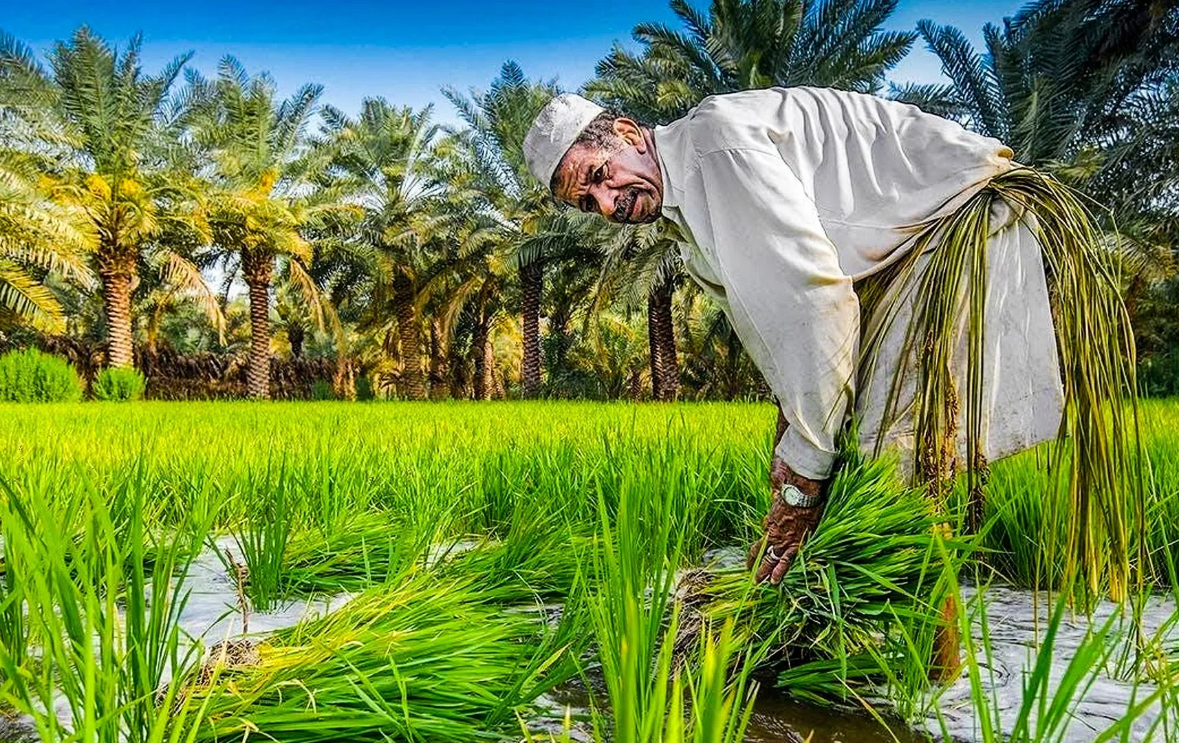 مساحة زراعة الأرز في العراق لم تنخفض 50% بل ارتفعت 30 ضعفًا