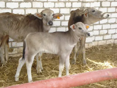 مصر.. تصريحات 