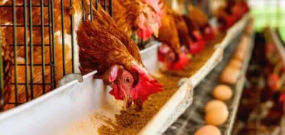 أرقام رئيس شعبة الدواجن المصرية حول أسعار الأعلاف 