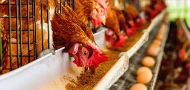 أرقام رئيس شعبة الدواجن المصرية حول أسعار الأعلاف 