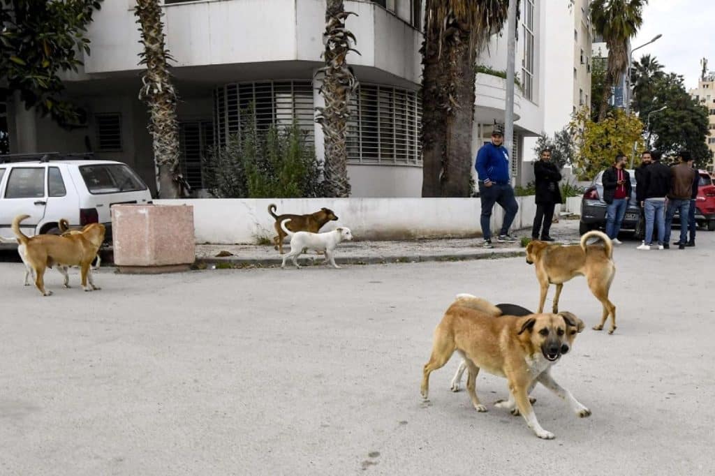 المصدر: اندبندنت عربية