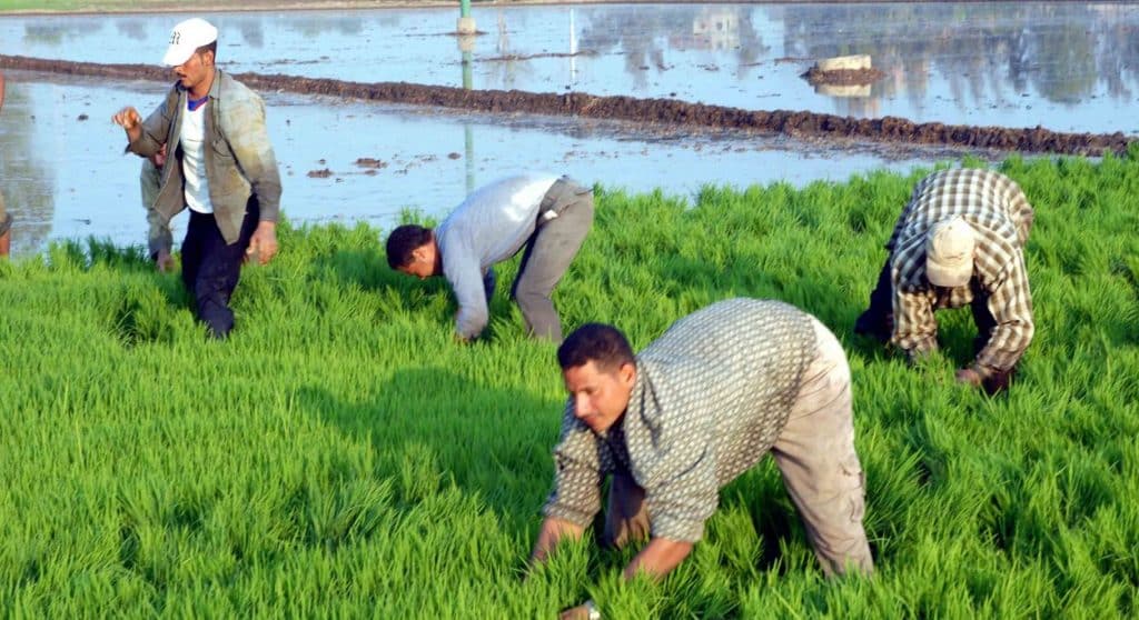 المصدر: الوسط