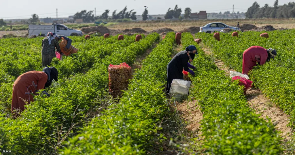 المصدر: اقتصاد سكاي نيوز عربية