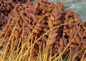 المصدر: الصباح نيوز