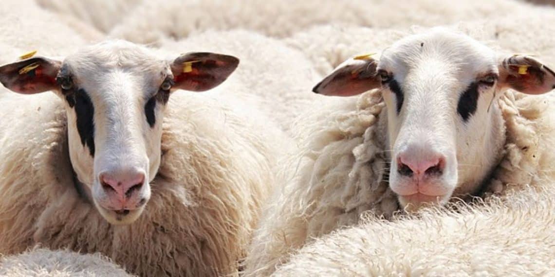 مشروع صكوك الأضاحي أقرته دار الافتاء المصرية