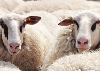 مشروع صكوك الأضاحي أقرته دار الافتاء المصرية