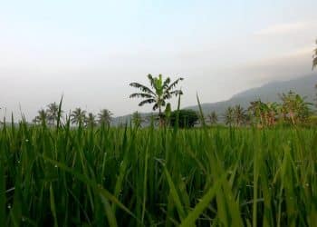 5 أرقام مختلفة لـ 4 مسؤولين حول تكلفة استصلاح الأراضي.. أيهم صحيح؟