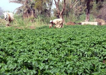 بزيادة 200 ألف طن.. وزارة الزراعة تعلن أرقام غير دقيقة حول حجم الصادرات الزراعية