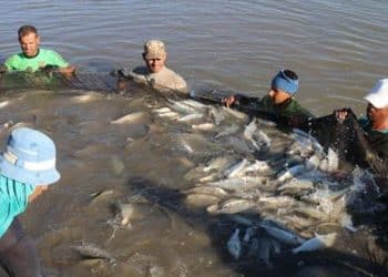 كم يبلغ حجم الإنتاج السمكي لمفرخ ”الكيلو 21“ بالإسكندرية؟