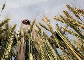 هل حققت الحكومة إنجازًا جديدًا بتنويع مصادر استيراد القمح؟