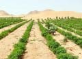 الرقعة الزراعية في مصر تهدد الأمن الغذائي المصري رغم مشاريع استصلاح الأراضي.. كيف ذلك؟