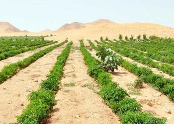 الرقعة الزراعية في مصر تهدد الأمن الغذائي المصري رغم مشاريع استصلاح الأراضي.. كيف ذلك؟