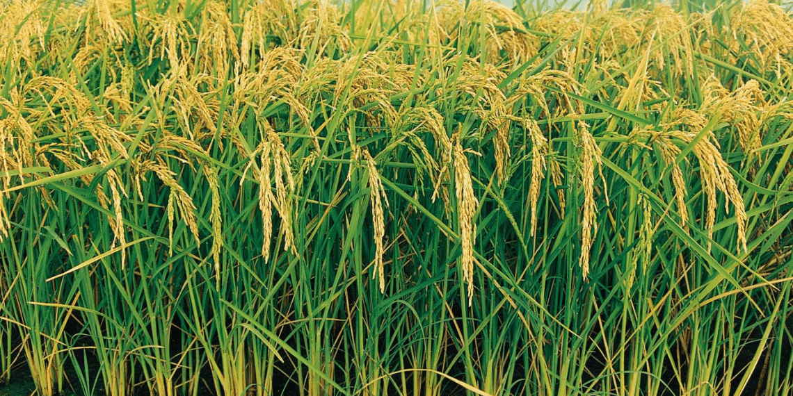 وزير التموين يعلن اكتفاء مصر ذاتيا من الأرز مخالفا بيانات المركزي للإحصاء.. تعرف