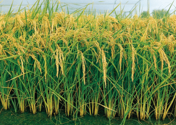 وزير التموين يعلن اكتفاء مصر ذاتيا من الأرز مخالفا بيانات المركزي للإحصاء.. تعرف