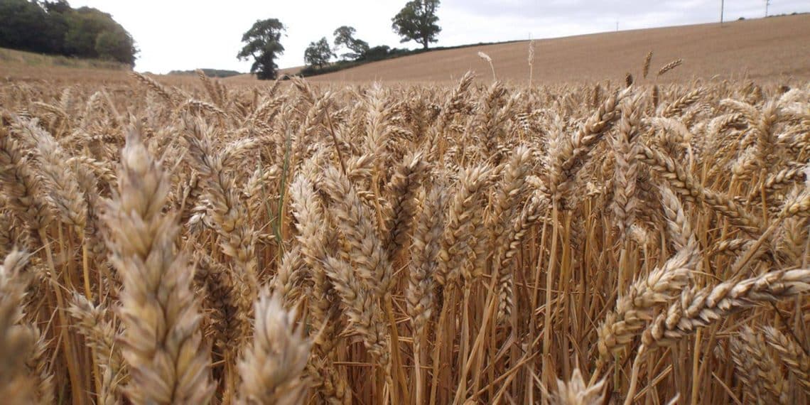 هل قدمت مصر استثناءًا خاصًا لفرنسا لاستيراد القمح بنسبة رطوبة تصل 13.5%؟