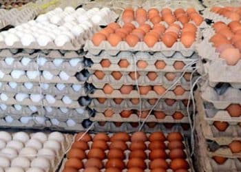 هل حقا تطرح وزارة التموين أرخص سعر لأطباق البيض في الأسواق؟ .. تعرف