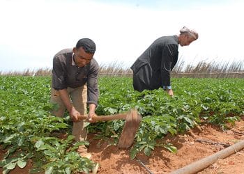 مجددًا.. نسب غير دقيقة تصرح بها الحكومة حول نسبة العمالة في القطاع الزراعي في مصر