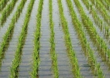 هل حققت مصر الاكتفاء الذاتي من الأرز كما يقول وزير التموين؟