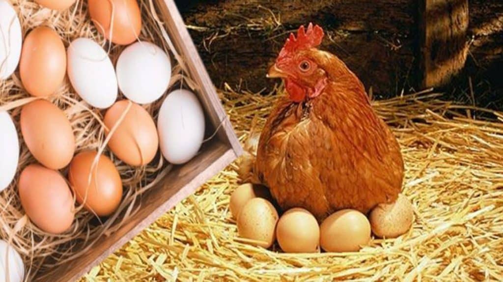 مصر حققت الاكتفاء الذاتي من البيض والدواجن