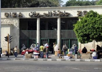 تصريح متحدث “الوزراء” غير صحيح.. تعرف على ترتيب حديقة حيوان الجيزة بين حدائق العالم