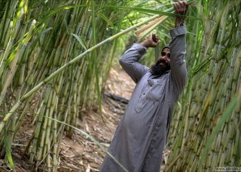 تصريح وزير التموين حول الاكتفاء الذاتي من السكر.. يهدف للإثارة