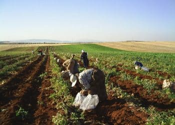 إنتاج الأسمدة في مصر