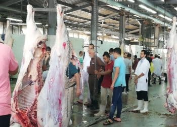 11 مليون جنيه فارق في تصريحات وبيانات المسؤولين حول تكلفة إنشاء مجزر نصف آلية بطنطا