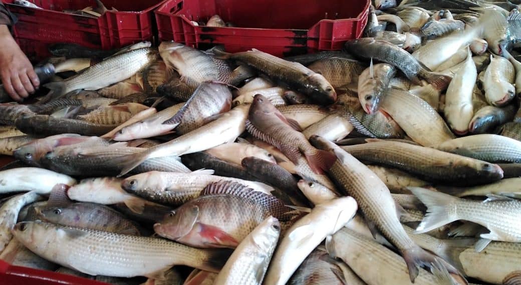 الاستزراع السمكي