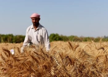 أرقام مساعد وزير التموين عن حجم استيراد القمح غير دقيقة