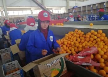 الصادرات الزراعية