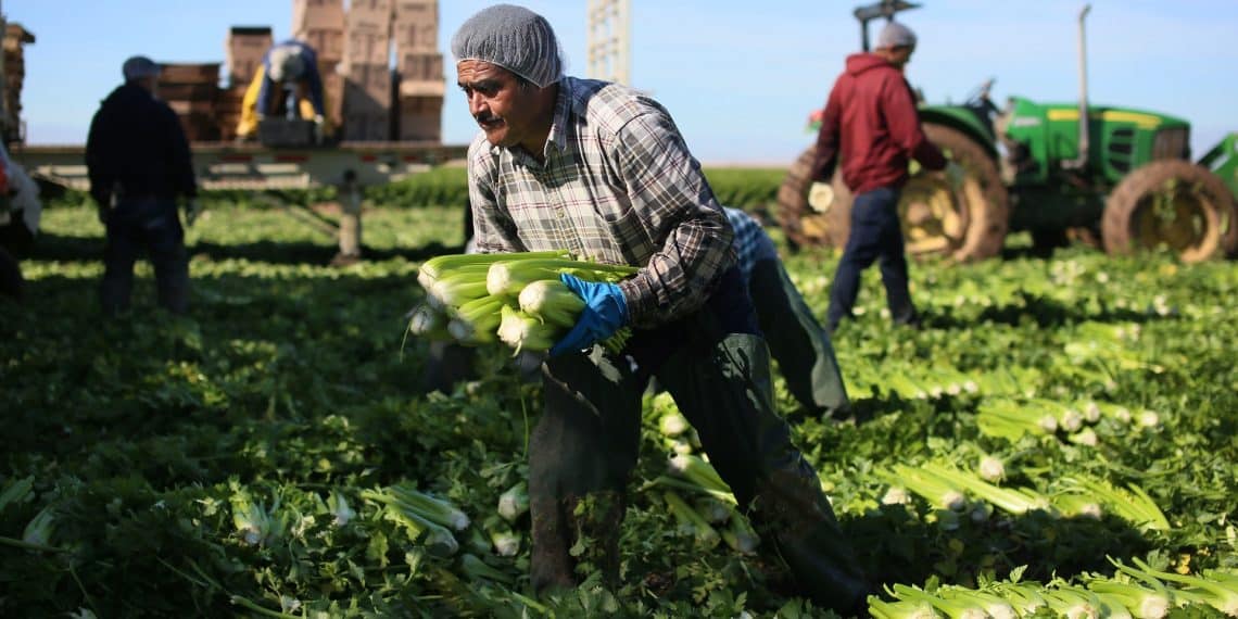 كم تبلُغ نِسبة العاملين بالزراعة في مصر؟ تصريحات نيابية “غير صحيحة”