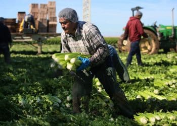 كم تبلُغ نِسبة العاملين بالزراعة في مصر؟ تصريحات نيابية “غير صحيحة”