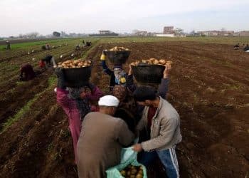 هل تقل مساحة الأراضي المزروعة في مصر كما يدعي وزير المالية؟