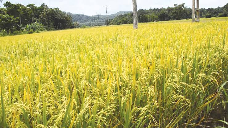 هل حقًا تراجعت زراعة الأرز بسبب اتجاه المُزارعين للقُطن لارتفاع أسعاره؟