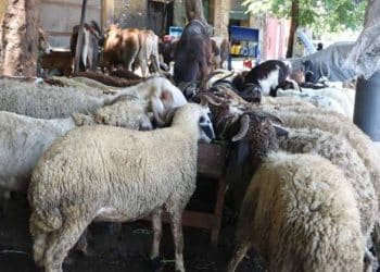 أرقام وزير الأوقاف حول صكوك الأضاحي في 2021 "غير دقيقة".. تعرف