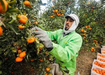 أرقام مُتحدث الزراعة حول نِسب القِطاع في الصادرات والقوى العاملة “غير دقيقة”.. تعرف